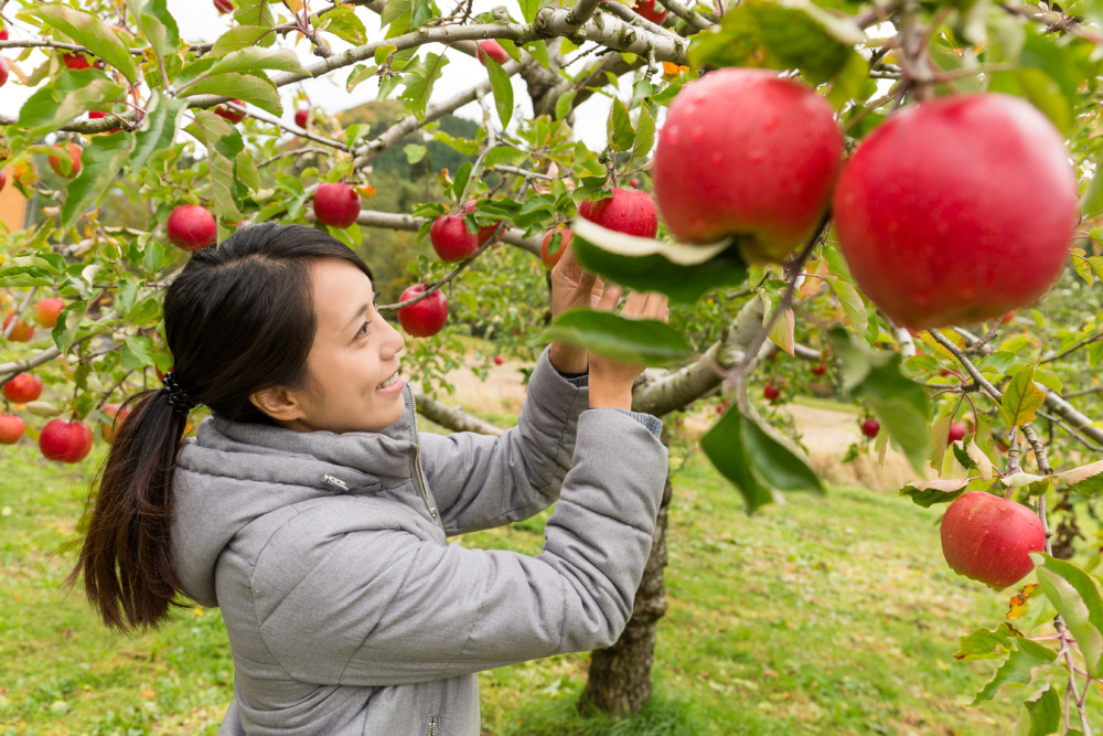 Woman picking apples during fall in a gray coat.