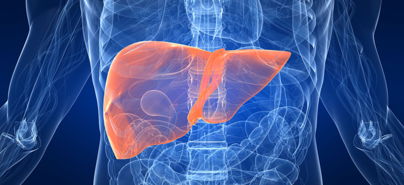 An illustration of an X ray with the liver highlighted